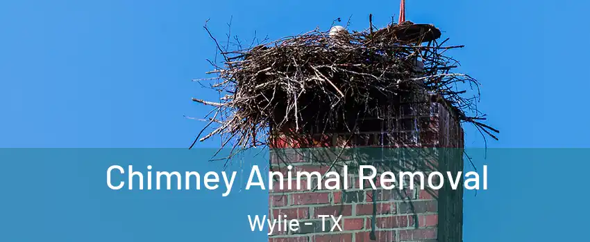 Chimney Animal Removal Wylie - TX