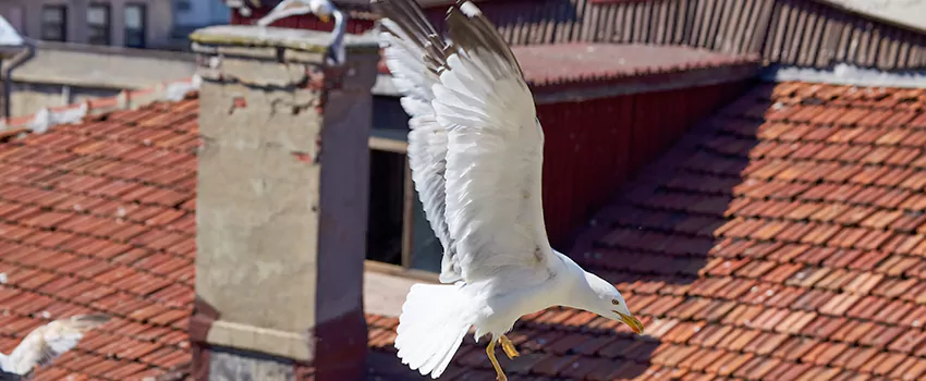 Residential Chimney Animal Removal Solution in Wylie, TX